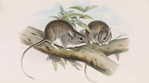 Should We Bring Extinct Species Back From The Dead Science Aaas