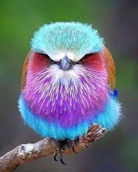 Birds For Sale In Florida Pin On Wild Birds