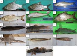 Ikan yang memepunyai ciri semua siripnya panjang dan berumbai ini juga salah satu jenis ikan hias air tawar yang cocok untuk di pelihara di kolam. Gambar 1 Jenis Jenis Ikan Yang Tertangkap Nama Ilmiah Lokal Di Hilir Download Scientific Diagram