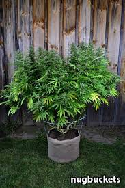 grow weed with organic super soil
