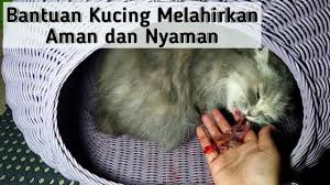Ketika kucing mati, nafas dan tubuh kucing mengeluarkan bau yang tidak enak dan memburuk seiring waktu karena kucing tanda lain dari kucing yang sekarat adalah tanda dan gejala penyakit yang diderita kucing. Pertolongan Untuk Kucing Melahirkan Kucing Lahiran Di Rumah Youtube