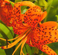 With tiger lily flower & gift shop, you can order and send. Tiger Lily Flowers Facts And Information Orchid Flowers