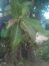Image result for Ficus ingens