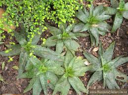 Image result for Ledebouria revoluta