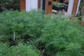 Image result for Anethum