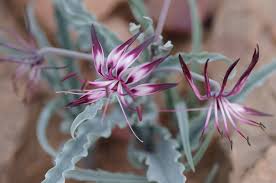 Image result for Trachyandra burkei