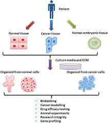 The major areas of application include cancer research, vaccine manufacturing, recombinant protein production, drug selection and improvement, gene therapy, stem. Methodological Aspects And Pharmacological Applications Of Three Dimensional Cancer Cell Cultures And Organoids Sciencedirect