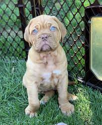 Dogue De Bordeaux Puppies For Sale Crown Point In Bordeaux Dog Puppies Dogue De Bordeaux