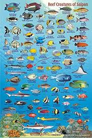Saipan Map Reef Creatures Guide Franko Maps Laminated Fish