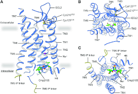 Ccr7 is required for the sufficient migration of mature dendritic cells (mdcs) and t cells into the draining lymph nodes following viral. Structure Of Ccr7 Bound To Cmp2105 Download Scientific Diagram