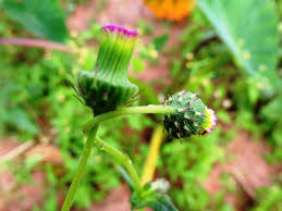 Image result for Crassocephalum