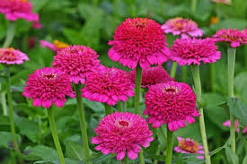 100 percent pure has received a great deal of attention from multiple news sources and magazines including allure, the good trade, pr newswire, parvati, and many more.their instagram has a healthy following of 263k. Sunflowers Sweet Peas Zinnias And More With Joseph Tychonievich A Way To Garden