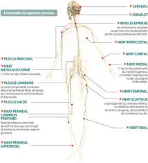 Le Systeme Nerveux Le Corps Humain