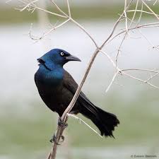 Birds That Lay Eggs On The Ground Ontario Common Grackle By Danny Brown On 500px Grackle Bird Photo Birds