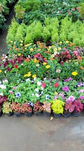 171 years of nursery excellence. Nursery Near Me Plants
