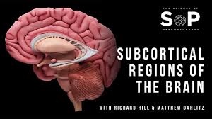 Image result for Cerebral Subcortex