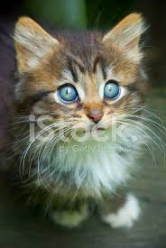 Mavi Gozlu Yavru Kedi Stok Fotograflari Freeimages Com
