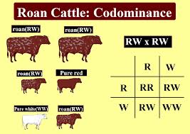 In the real world, genes often come in many versions (alleles). Inheritance Of Roan Coat In Cattle Is An Example Of Class 12 Biology Cbse