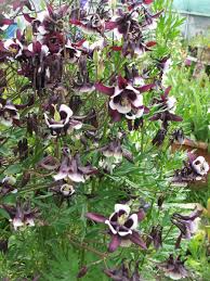Aquilegia Full Sun Perennial Plants & Seedlings for sale