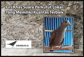 Bila dilihat sekilas kedua jenis lovebird baik yang jantan dan betina memang. Ciri Khas Suara Perkutut Lokal Yang Memiliki Kualitas Terbaik