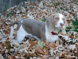 Black And Tan Beagle Pup Colors Unique Beagle Colors Khaki Mocha Lilac And Silver Beagle Colors Beagle Dog Blue Beagle