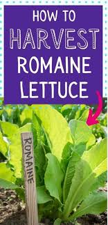 Romaine lettuce is a healthy, popular variety of head lettuce, which is relatively easy to grow in a home garden or planter. How To Harvest Romaine Lettuce Together Time Family
