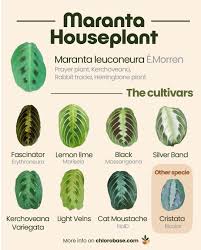 Image result for maranta