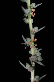 Image result for Suaeda sp. B