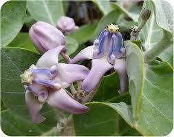 Image result for Calotropis gigantea