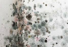 You should consider peeling it back around that spot to check. Can Mold Make You Sick Mold Sickness And Removing Mold At Home Best Pick Reports