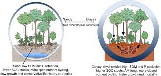 Like any investment, you want to help your trees grow. Soil Properties Explain Tree Growth And Mortality But Not Biomass Across Phosphorus Depleted Tropical Forests Scientific Reports