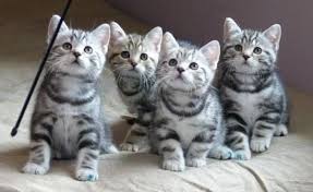 Black And White Tabby Kittens For Sale 40 Pictures Of Cute Silver Tabby Kittens Tail And Fur Silver Tabby Kitten Tabby Kitten Tabby Kittens For Sale