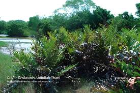 Image result for Acrostichum aureum