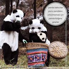 Panda Bakicilari Yavru Pandalari Urkutmemek Icin Panda Kiligina Girerler Panda Babypanda Animallover Anima Sevimli Hayvan Yavrulari Hayvanlar Pandalar
