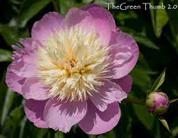 Herbaceous Peonies And Their Transformed Stamens The Green Thumb 2 0