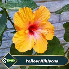 Image result for Coleus calycinus