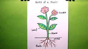 How to draw an iris flower. How To Draw A Plant Draw Different Parts Of Plant Plant Drawing Easy Youtube