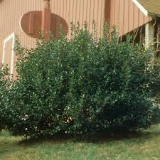 Castle Wall® Blue Holly | Proven Winners – Great Garden Plants