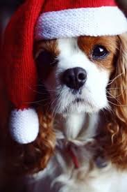 Cute Animal Dog Christmas Christmas Dog Christmas Puppy Cute Animals