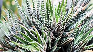 Image result for Habenaria attenuata