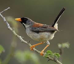 Grey Bird With Orange Wings Buff Bridled Inca Finch Incaspiza Laeta Is Rufous Above And Gray And Buff Below With Brown And Gray Wings A Black Chin And L Bird Photo Finch Brown And Grey