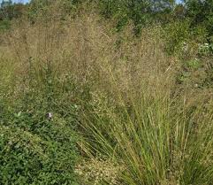 Image result for Sporobolus panicoides