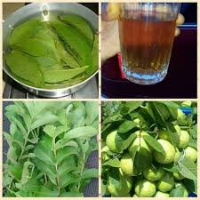 How chromolaena odorata is effective for various diseases is listed in repertory format. Guava Leaf And Its Medicinal Usefulness Qualitative Magazine