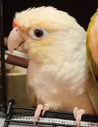 Owner found !!!!! Lost doodle