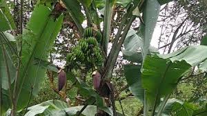 Orang akan ingat apabila terkena kali pertama supaya tidak terkena kali kedua. Aneh Pisang Berbuah 2 Tandan Desa Batu Ampar