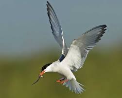 Birds That Sing At Night In Florida Common Tern Watched Male Bring Minnows To Female At Wakodahachee Wetlands In Florida Bird Species Birds Wetland