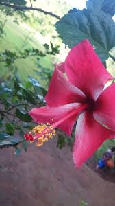 Philippines Gumamela Flower By Analie Andilicio Foap Photo Gumamela Flowers Photo