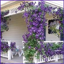 This clematis vine (clematis x jackmanii) is known for its deep purple flowers, which put on a beautiful display in the summer. Clematis Vine Jackmanii Album On Imgur