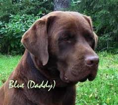 This breed began from a fishing dog known as the st. Akc Full English Chocolate Labrador Retriever Puppies Stocky Blocky Beautiful They Have Champion Bloodlines In Both Field And Showmanship For Sale In Clarksville Michigan Classified Americanlisted Com