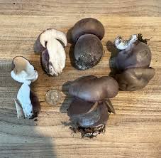 Image result for Boletus sp.